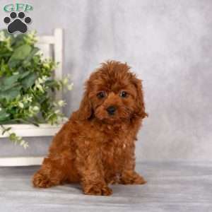 Terry F1B, Cavapoo Puppy